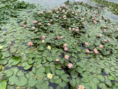 -长兴太湖图影湿地文化园