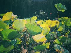 -上海市龙华烈士陵园