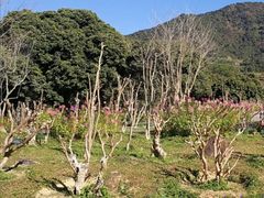 -深圳仙湖植物园