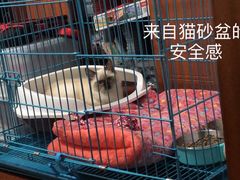 -翊宠yipet猫狗购宠庄园犬舍•猫舍