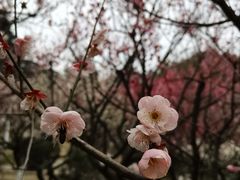 -南京古林公园