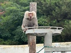 -西霞口神雕山野生动物世界