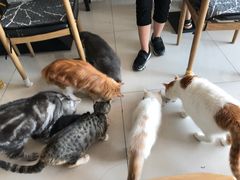 -平行世界·猫咖(首经贸店)