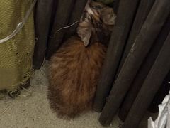 -天使宠物医院·犬猫分诊(彩虹店)