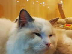 -momokira米努特·德文卷毛猫·棉花面纱犬