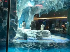 -帝企鹅自助餐厅•儿童岛•真企鹅(长隆企鹅酒店)