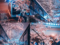 -顾村公园