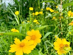 -长田漾湿地公园