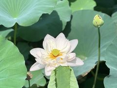 -荷塘月色湿地公园·向阳花洲