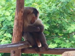 -西霞口神雕山野生动物世界
