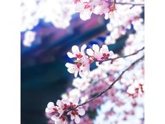 -桃花堤公园