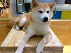 -柴源莊·柴小宠柴犬咖啡