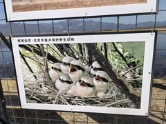 -野鸭湖国家湿地公园