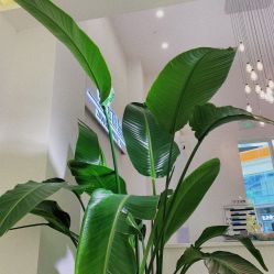 -MIMO Hair米莫