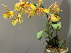 -北京植物园-展览温室