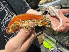-酷以爬仙阁实体爬宠店·守宫·蜥蜴·专业繁育