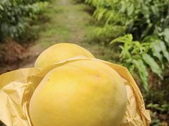 -樂桃源奉贤黄桃种植采摘基地