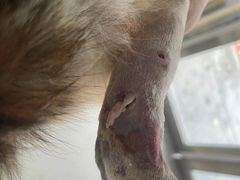 -邢大夫动物医院