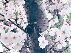 -高东镇樱花园