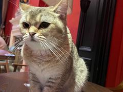 -猫色咖啡·猫咖