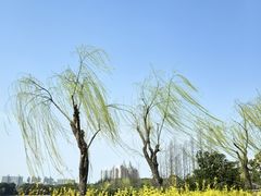 -黄兴公园
