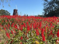 -北纬44度·金珠花海休闲农业旅游景区
