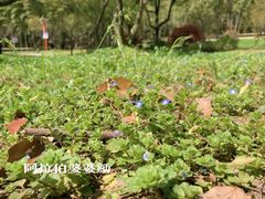 -苏州上方山国家森林公园