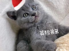 -瑞派宠物医院·CT影像中心·猫友好医院(奥城店)