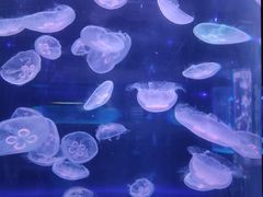 -南昌海洋公园