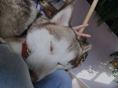 -Husky Go! 哈士奇体验馆·宠物咖啡厅狗咖