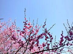 -香雪海