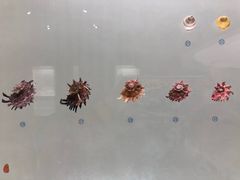 -青岛贝壳博物馆