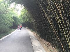 -成都大熊猫繁育研究基地