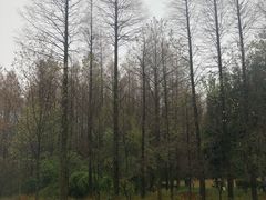 -山王坪喀斯特国家生态公园