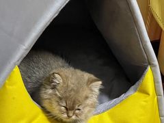 -关爱宠物医院·猫科中心·消化科(滨湖万达分院)