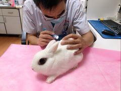 -北京观赏动物医院·24小时大型综合·猫专科·异宠专科