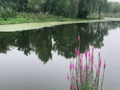 -东郊湿地公园