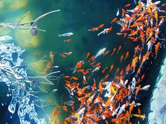 -南宫五洲植物乐园