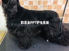 -汪小喵宠物·戴维斯乐芳希施宠馨宝皮毛调理洗护店