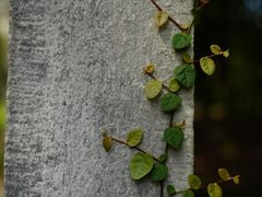-杭州植物园