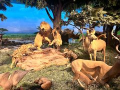 -国家自然博物馆