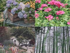 -顾村公园