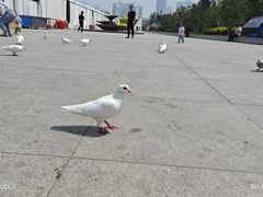 -海河外滩公园