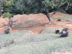 -岚山猴子公园