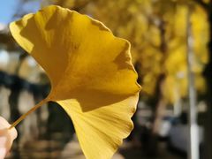 -三里屯东五街银杏大道