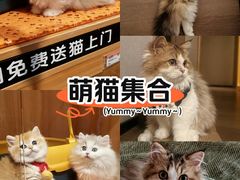 -欣宠猫屋·矮脚拿破仑·蓝金金渐层