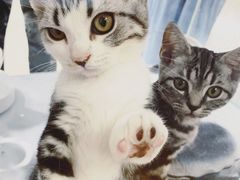 -COLOR PETS 撸猫馆·购猫·猫咖(长风大悦城店)