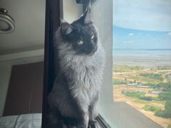 -瑞派康怡24h宠物医院·犬猫医疗中心·微创绝育(瑞景分院)