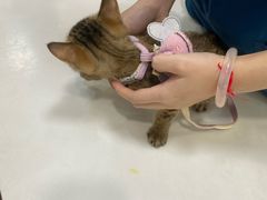 -瑞派动物医院·绝育·犬猫全科·预防医学(光景江南中店)