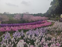 -天适樱花悠乐园